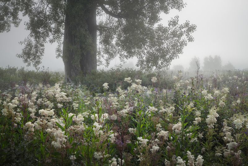 Исчезающий туман фото превью
