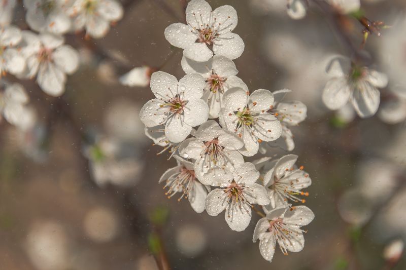 алыча,цветы,весна,макро Дикая алыча под весенним дождиком фото превью