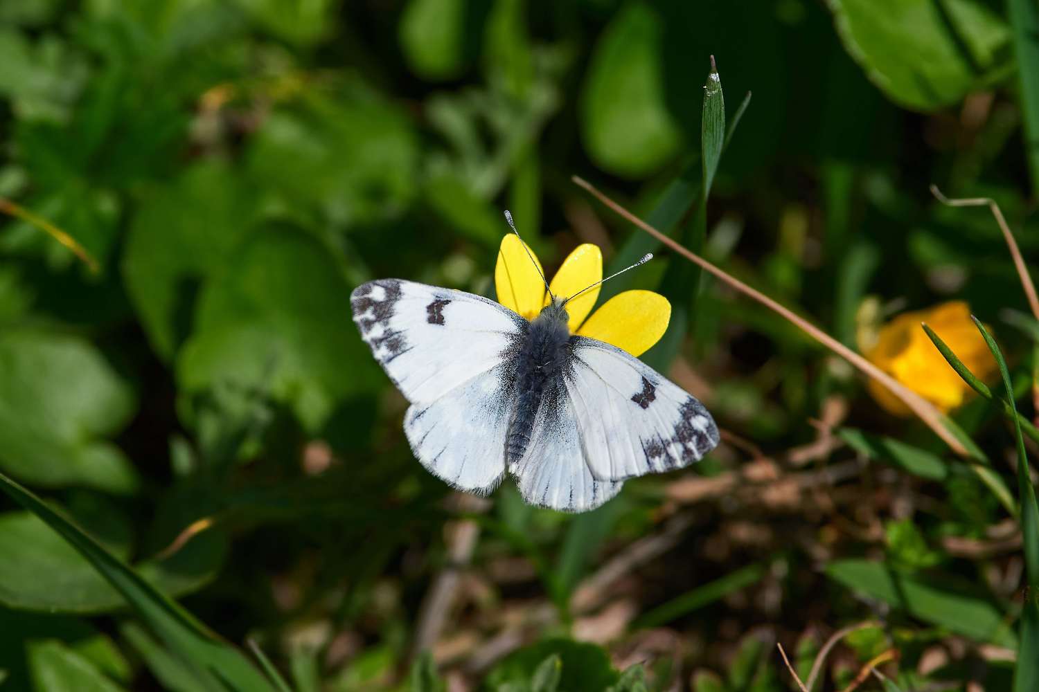 , Павел Сторчилов