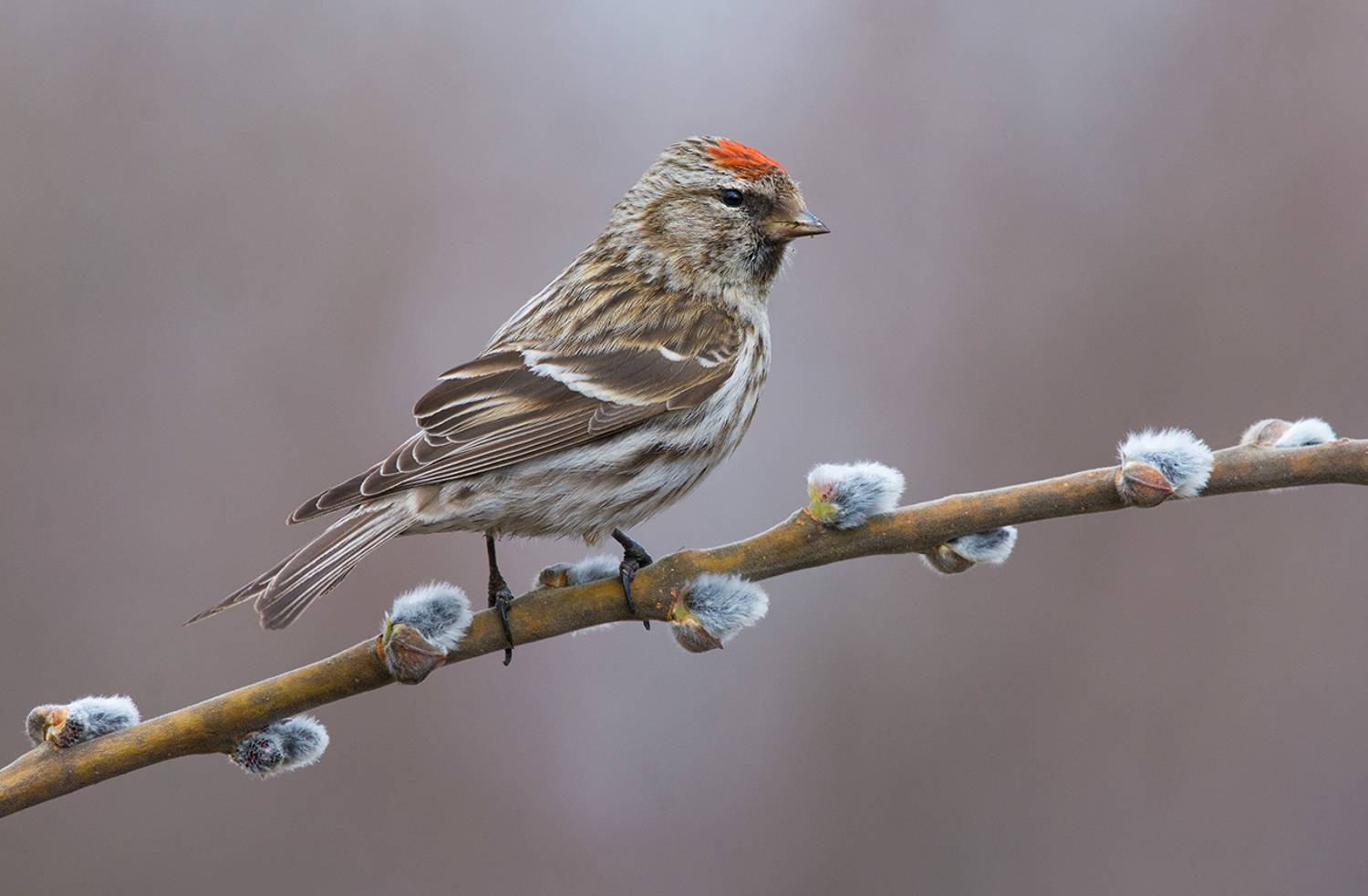 чечётка,самка,верба,весна, Иван