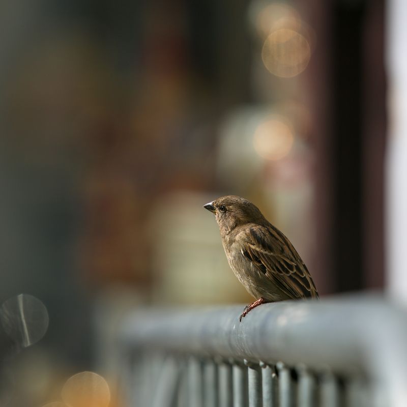 птицы в городе, весна Весна фото превью