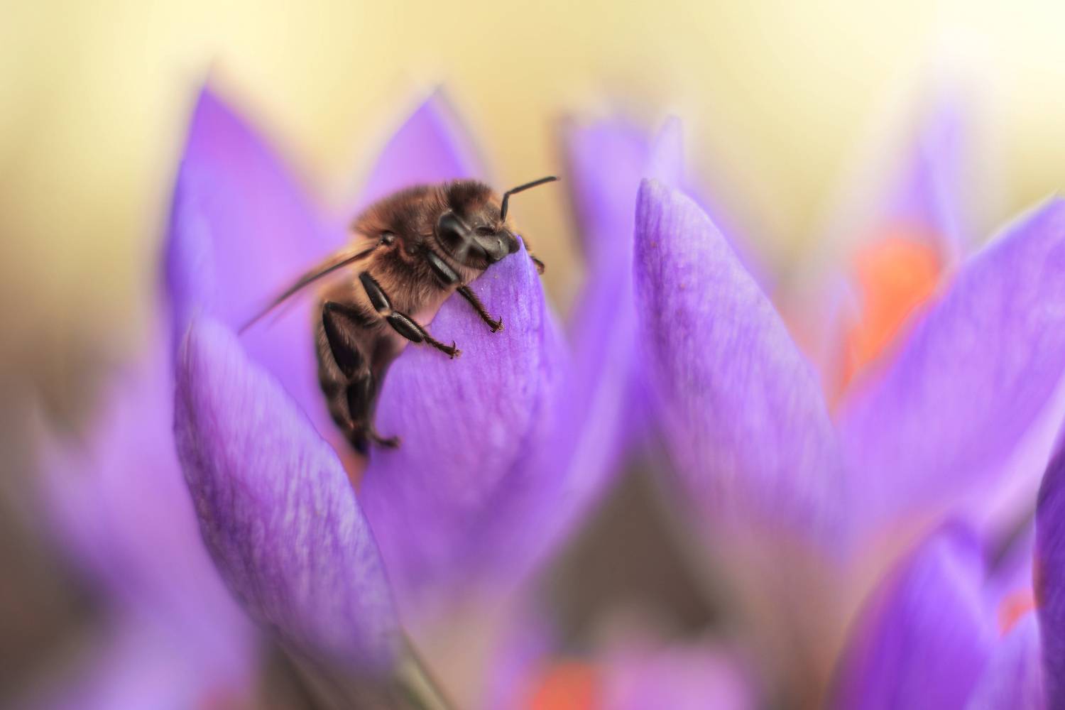 , Лапшина Владлена