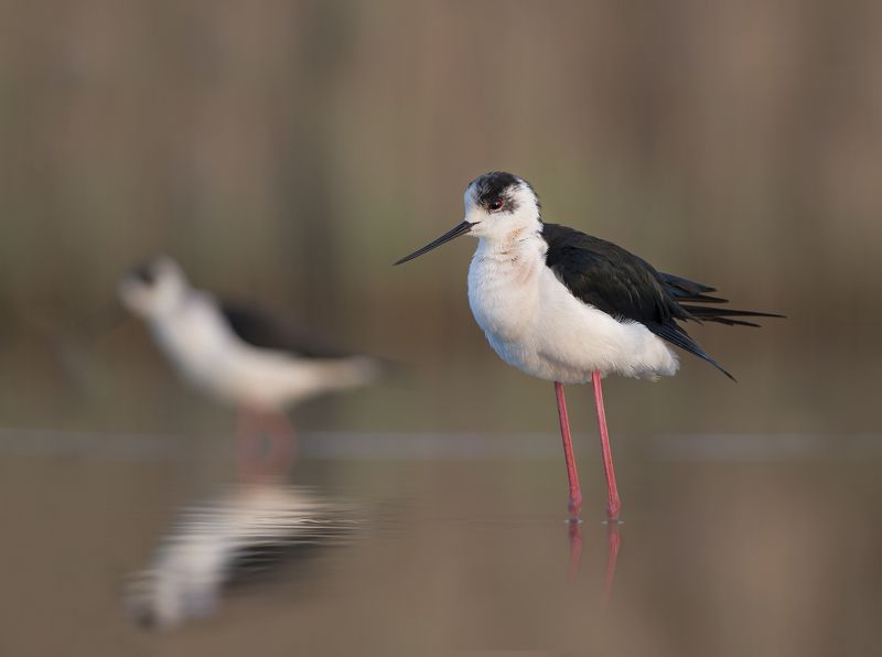 Ходулочник на рассвете фото превью