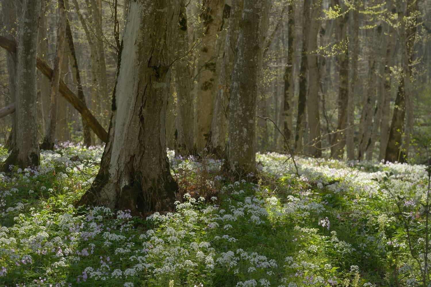 весна утро лес, Александр Жарников