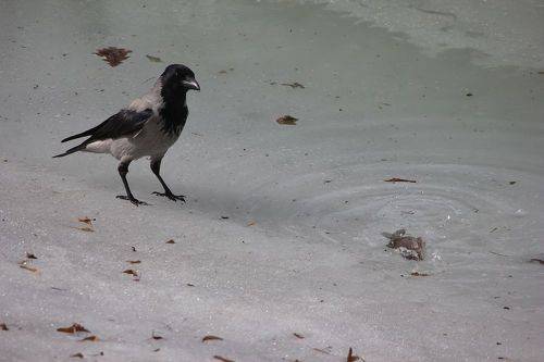 Ворона на рыбалке