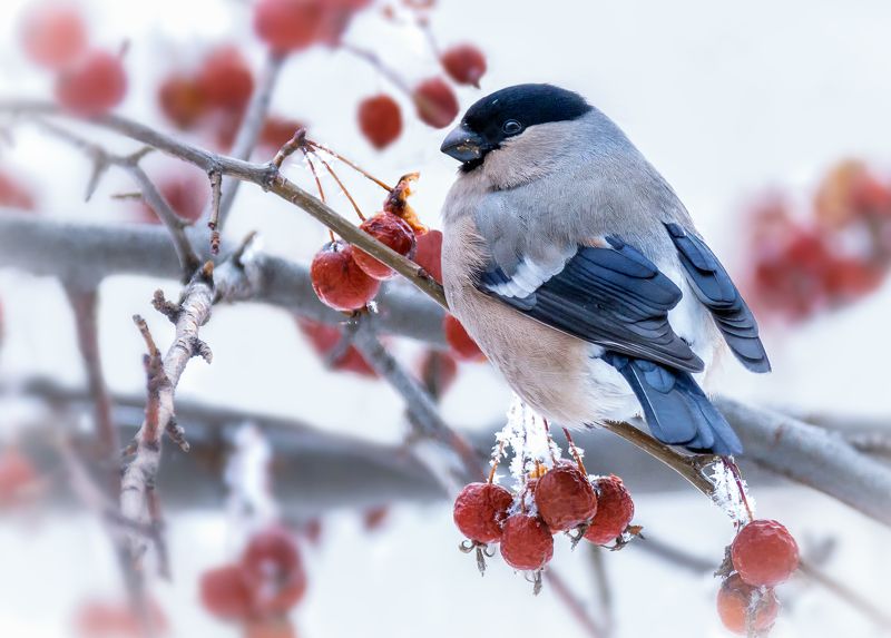 птицы, снегирь, самец, самка, март, Снегири. фото превью