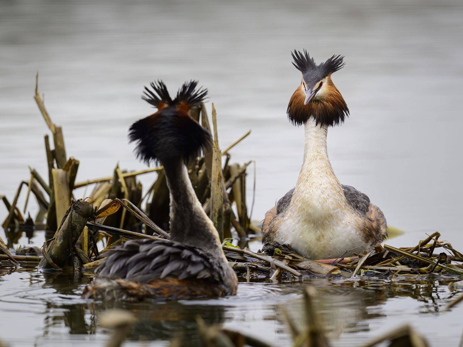 , Пупонин Сергей