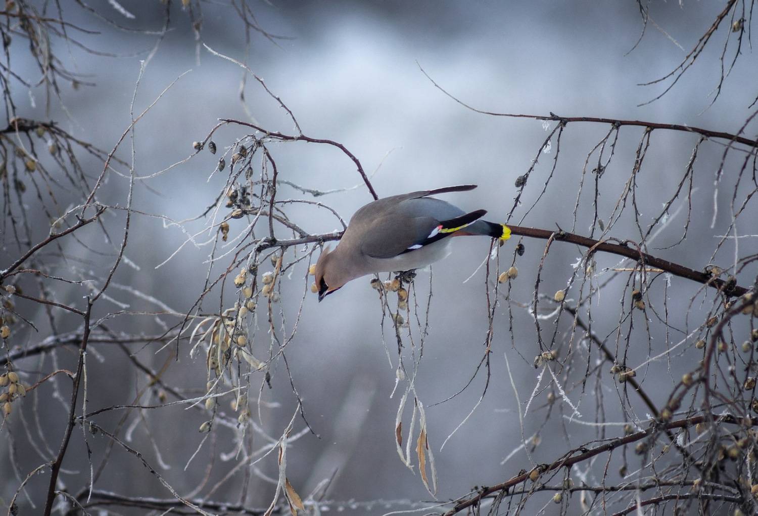свиристель, Александр Канцур