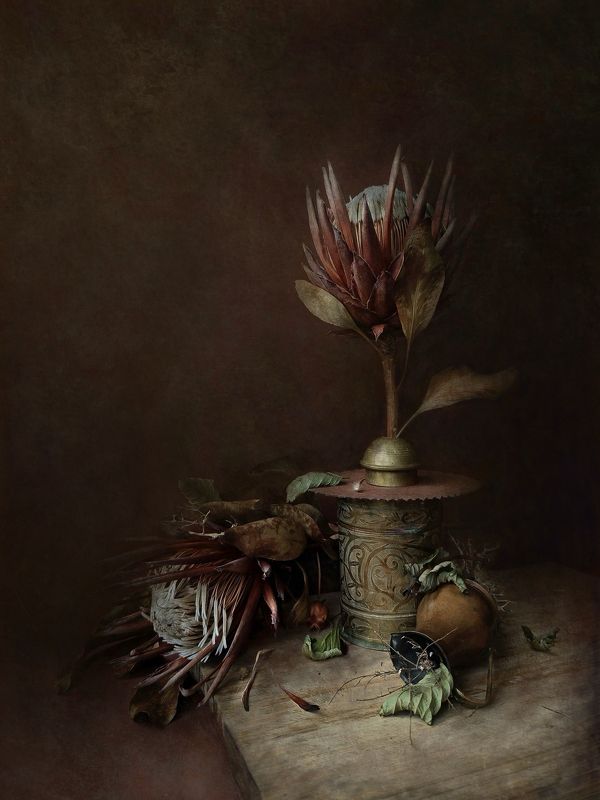 Protea фото превью