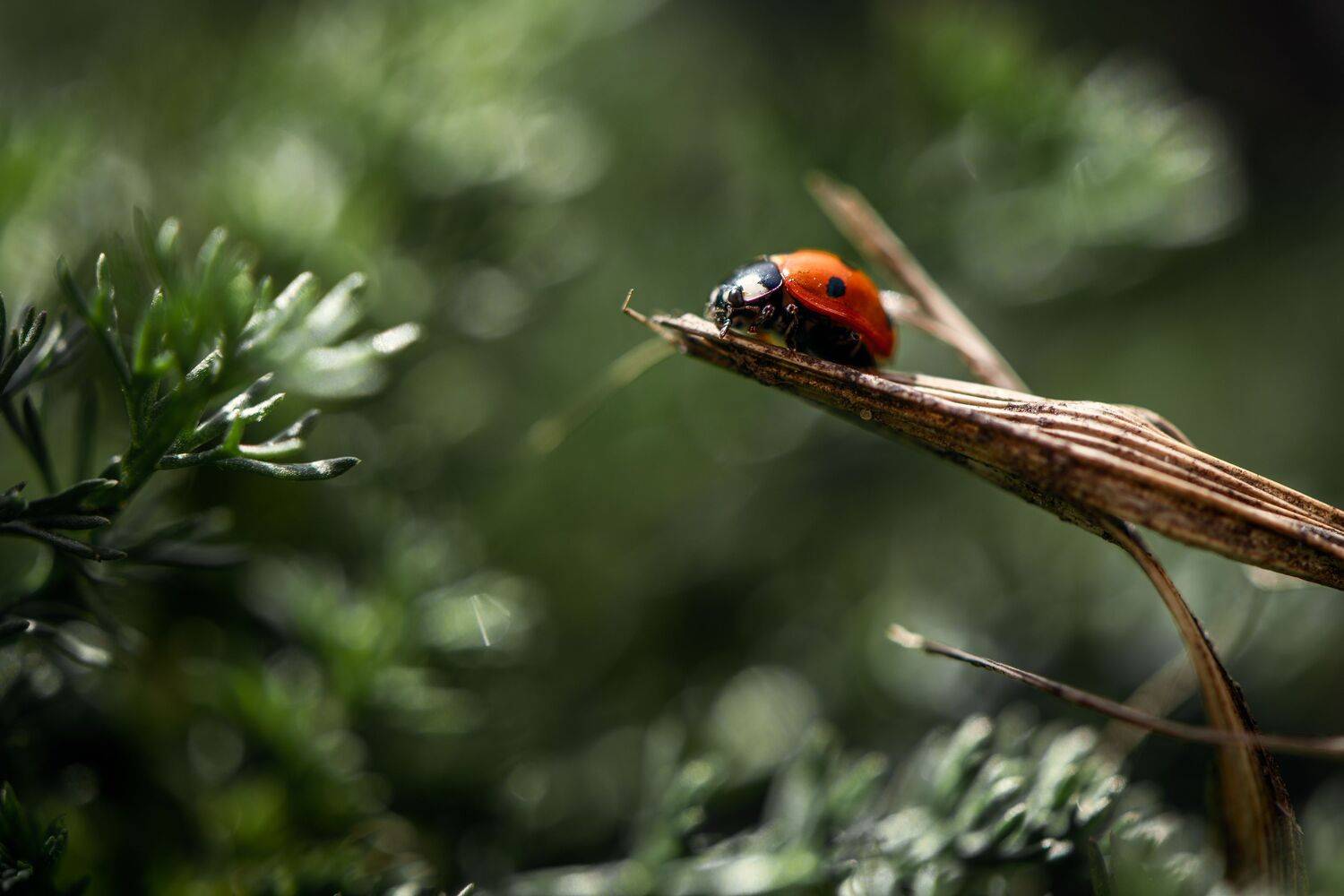 , Ширяев Константин