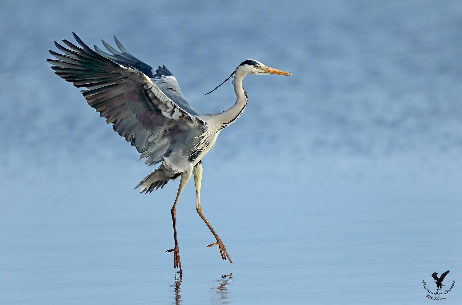 серая цапля., Гусар Александр