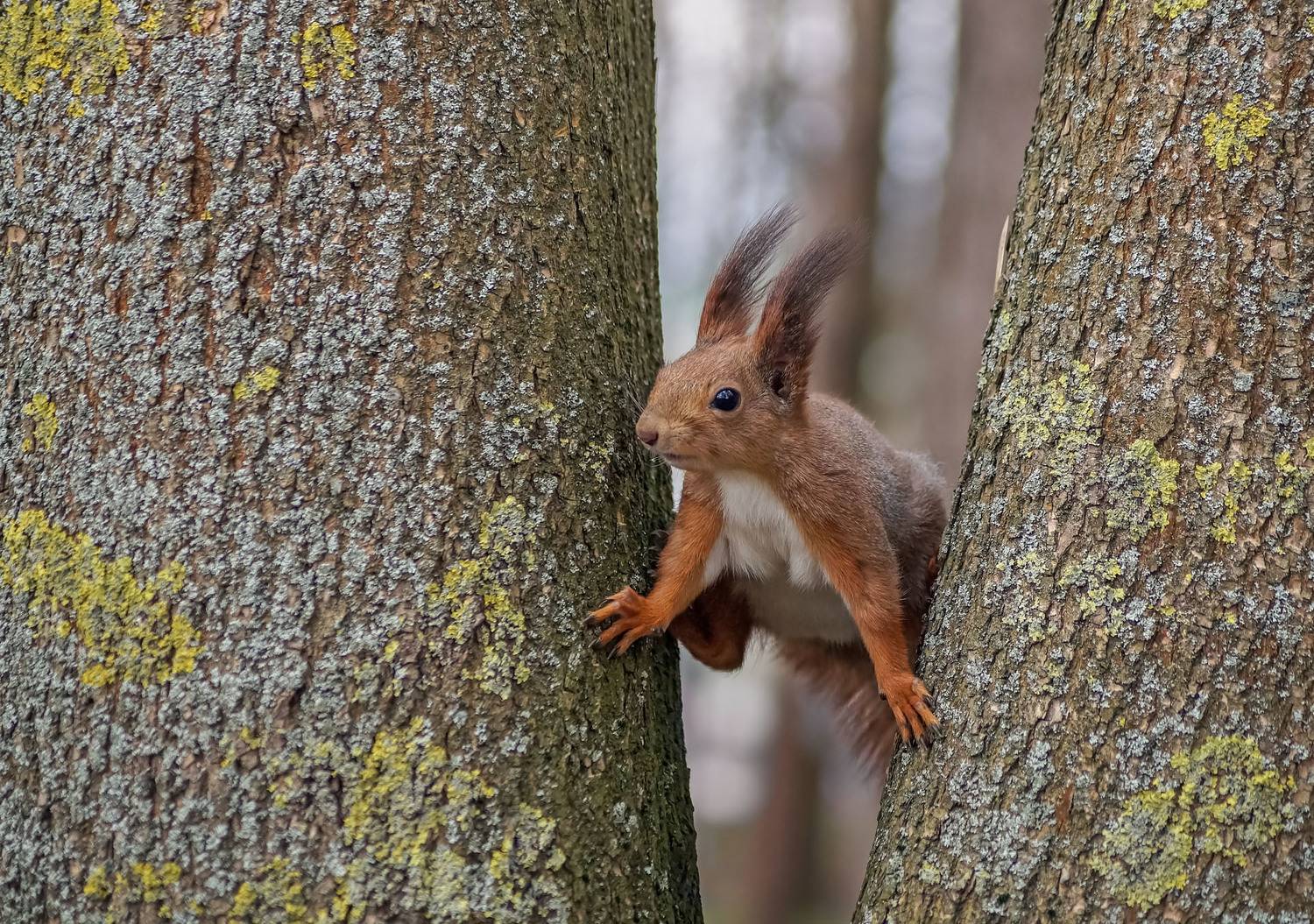 Белка, дерево, Чепленко Алексей