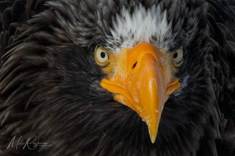 Steller’s Sea-Eagle фото превью