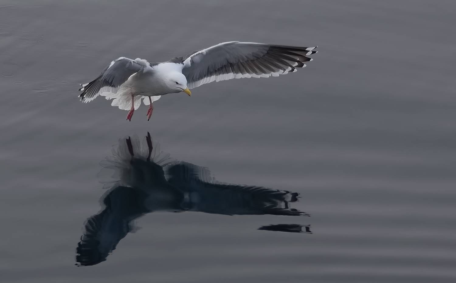 охотское море, весна, штиль, чайка, Евгений Паршуков