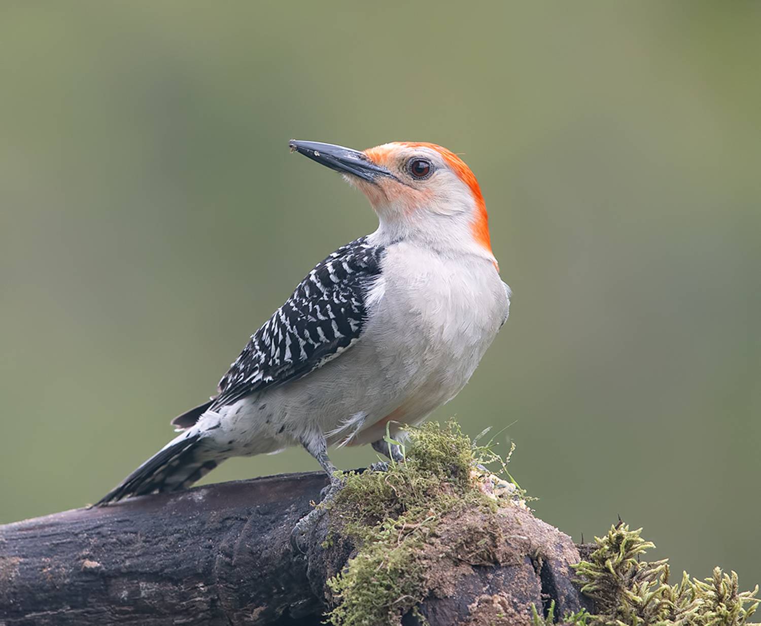 дятел, каролинский меланерпес, red-bellied woodpecker, woodpecker, Etkind Elizabeth