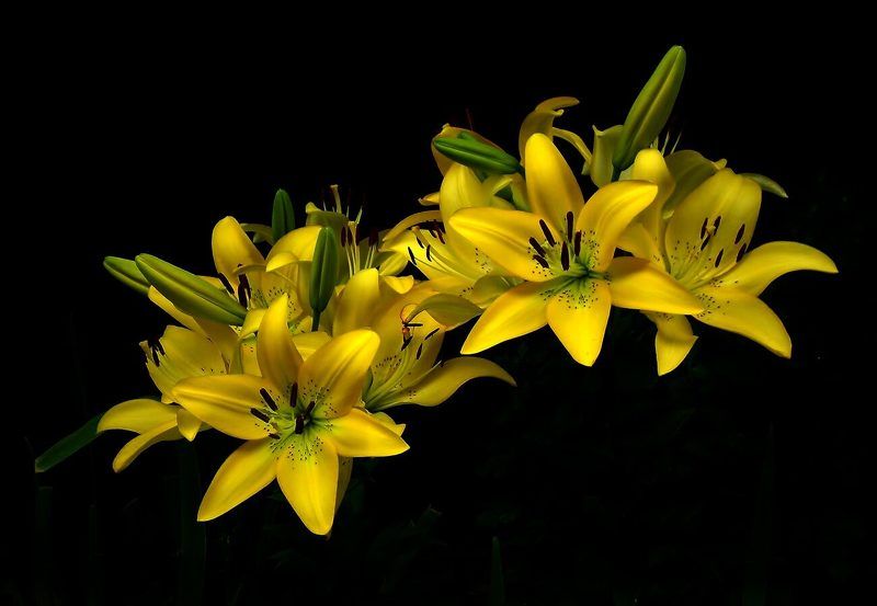 Лилии фото превью