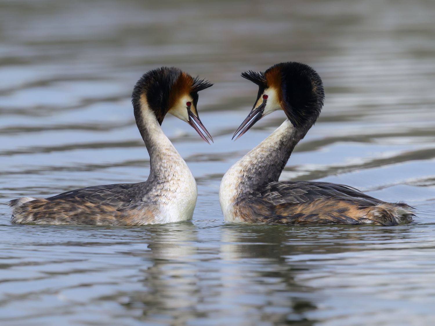 , Пупонин Сергей