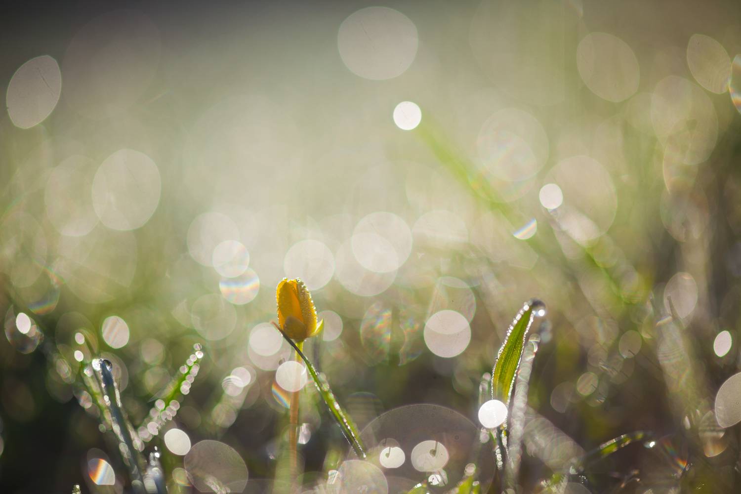 , Викулов Николай