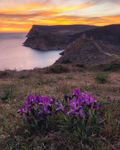 Дикие ирисы на склонах Балаклавы