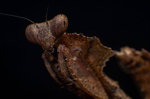 Deadleaf Mantis