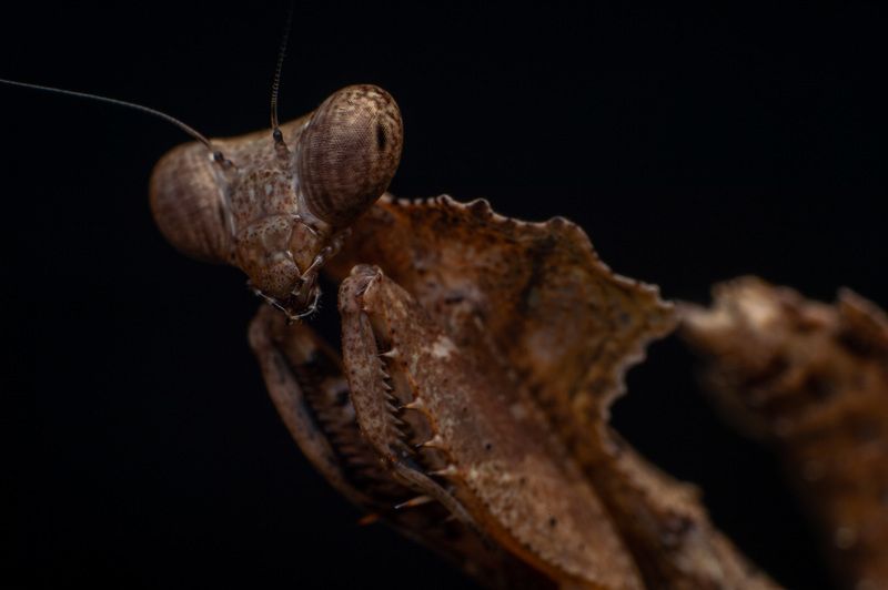 macro, nature, mantis, insect Deadleaf Mantis фото превью