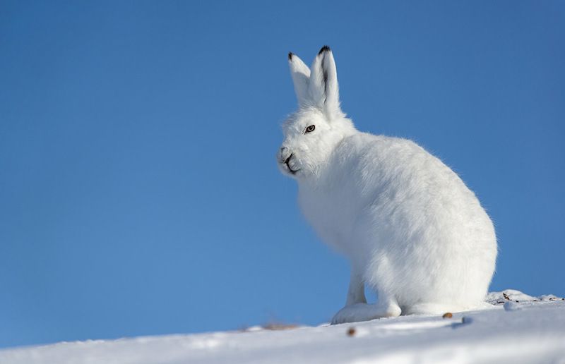 арктика,чукотка, север, тундра, зима, заяц, беляк Косой... фото превью
