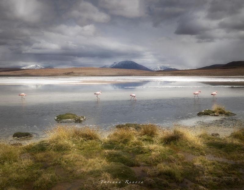 Мир фламинго фото превью