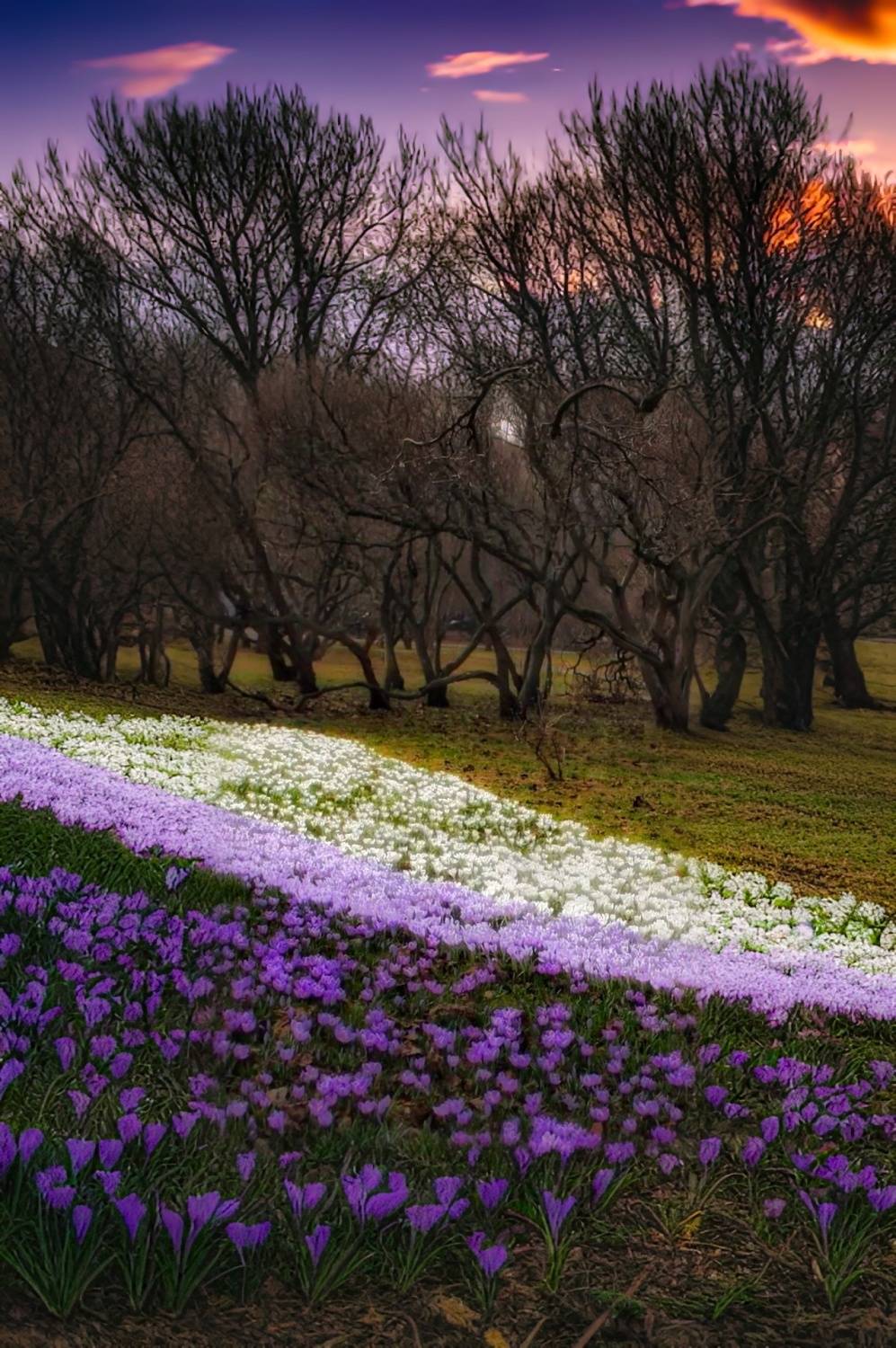 весна, spring, природа, nature, landscape, пейзаж, закат, sunset, Julia Kaissa