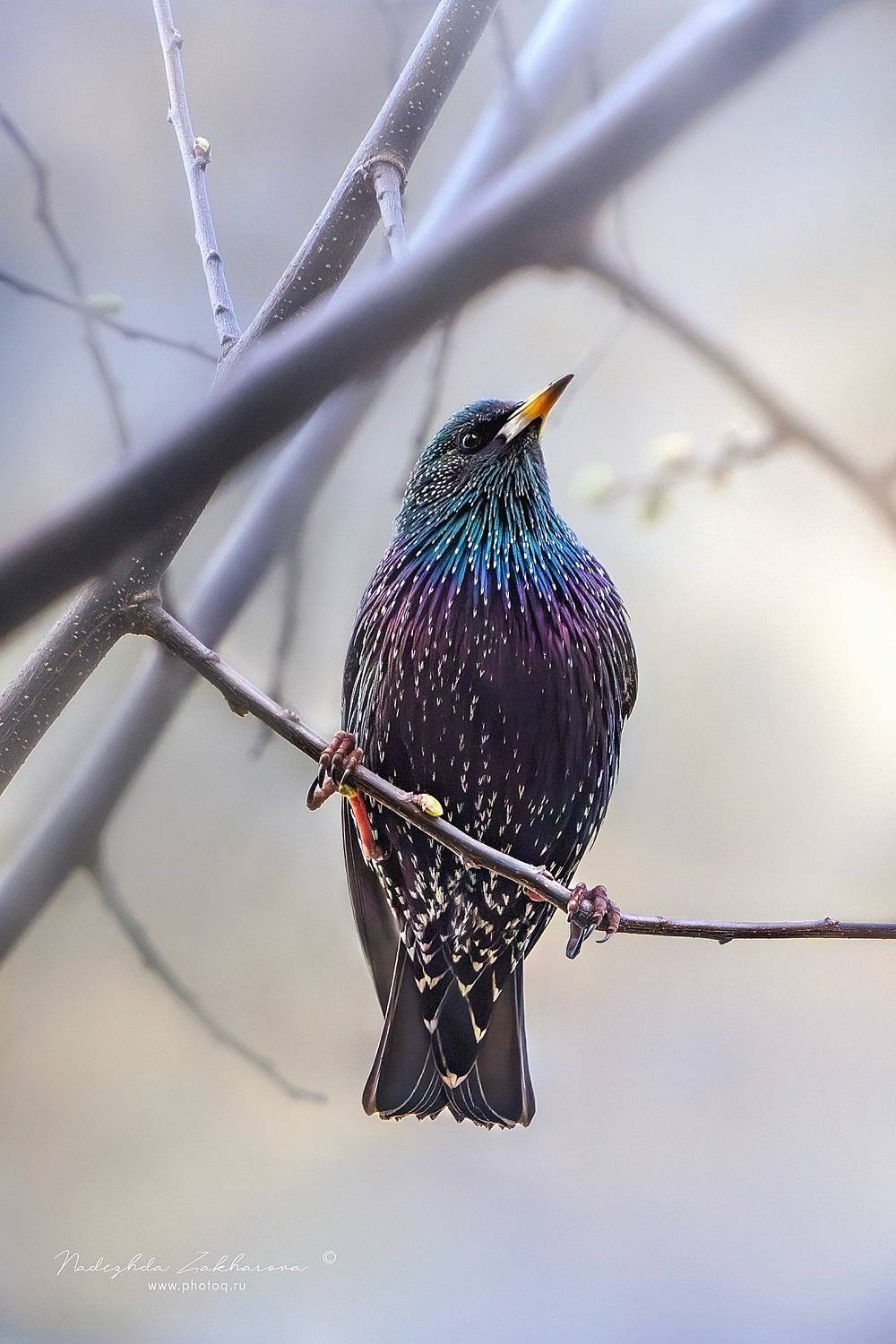 , Надежда Захарова