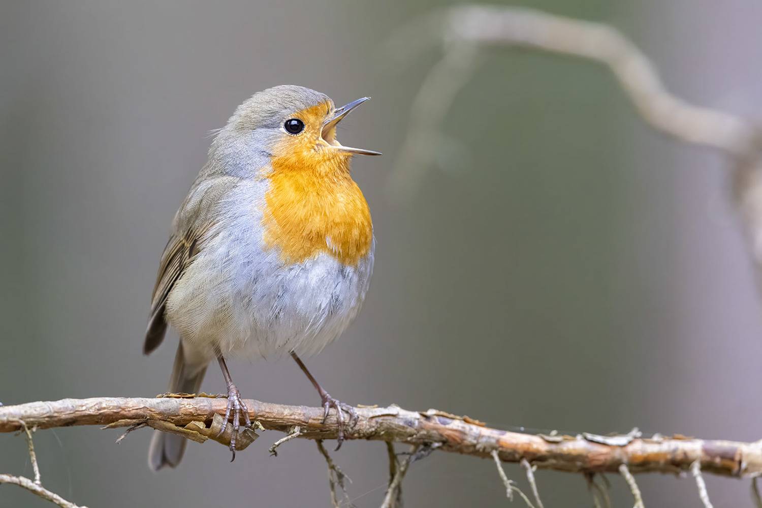 птицы, подмосковье, зарянка, Елена Давыдова