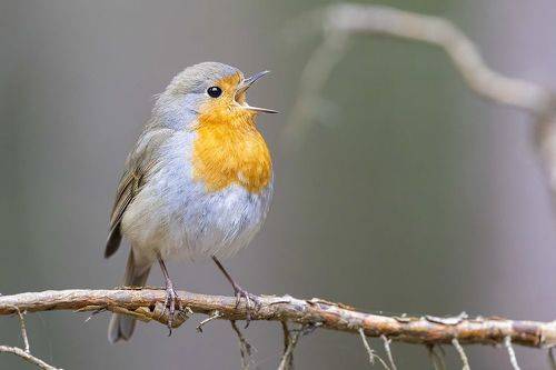 Весна пришла