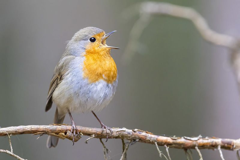 птицы, подмосковье, зарянка Весна пришла фото превью
