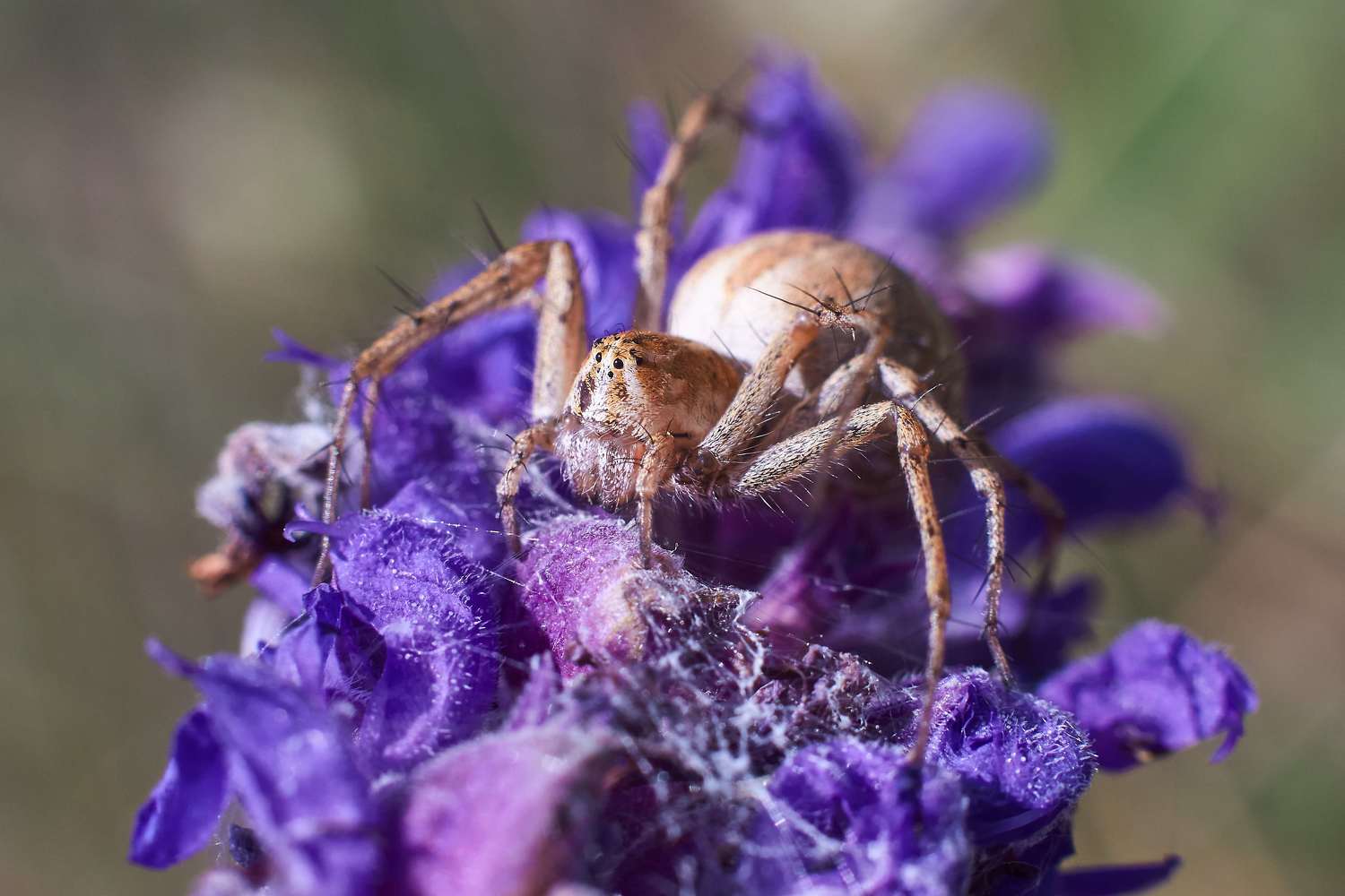 , Павел Сторчилов