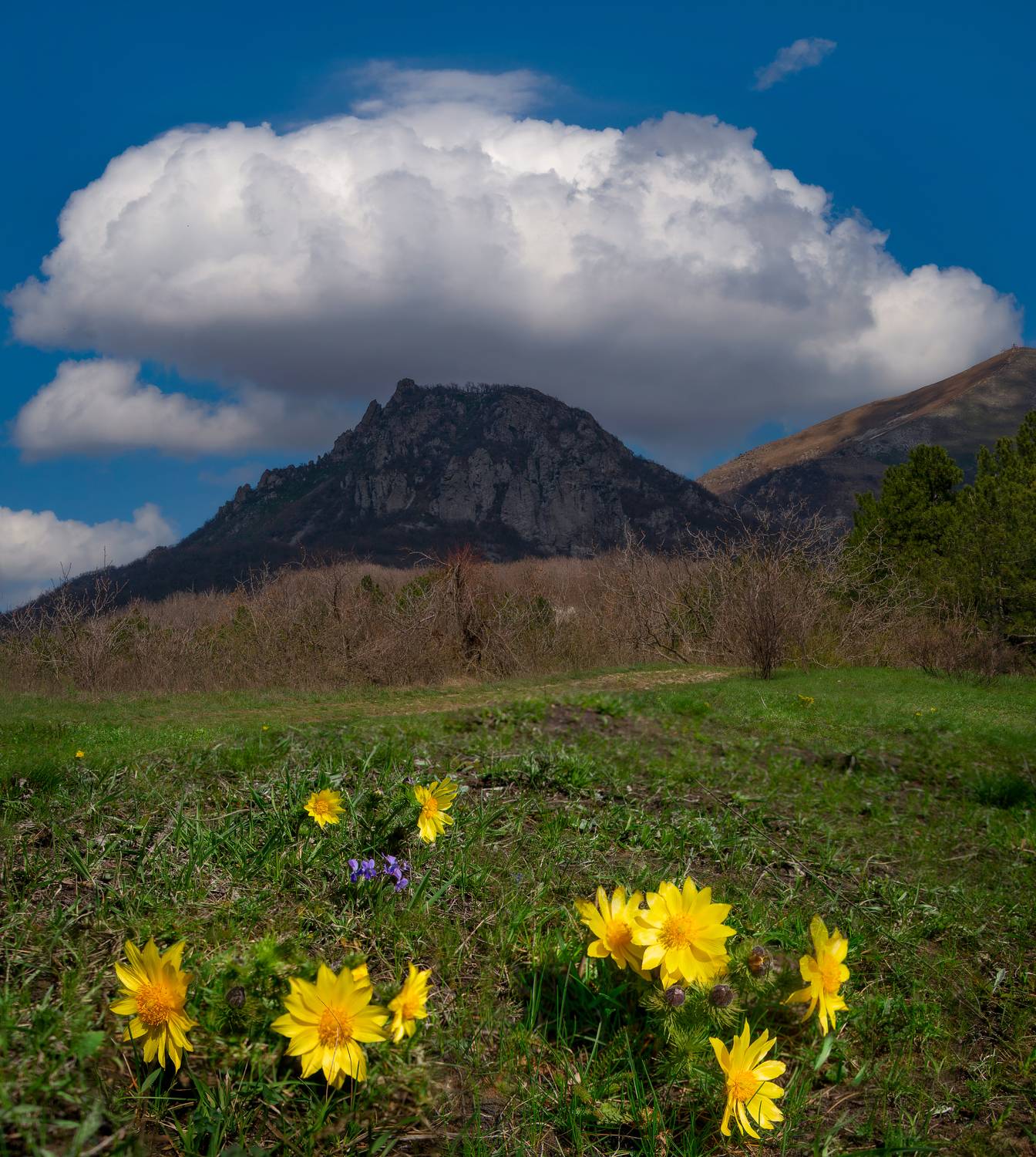 весна, гора,цветы,кмв,пейзаж, Елена Брежицкая