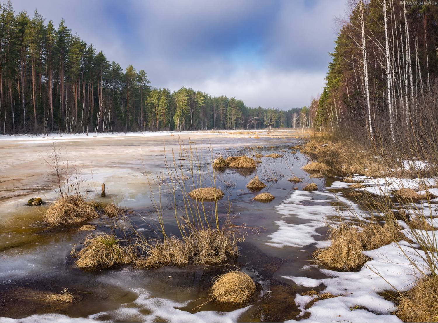 река, лед, лес, сосны, весна, Максим Сухов
