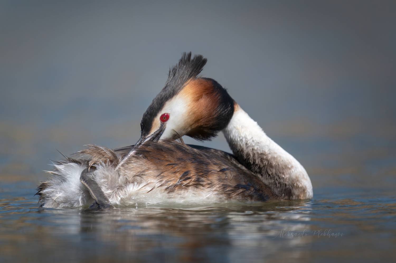 чомга, Плеханов Александр