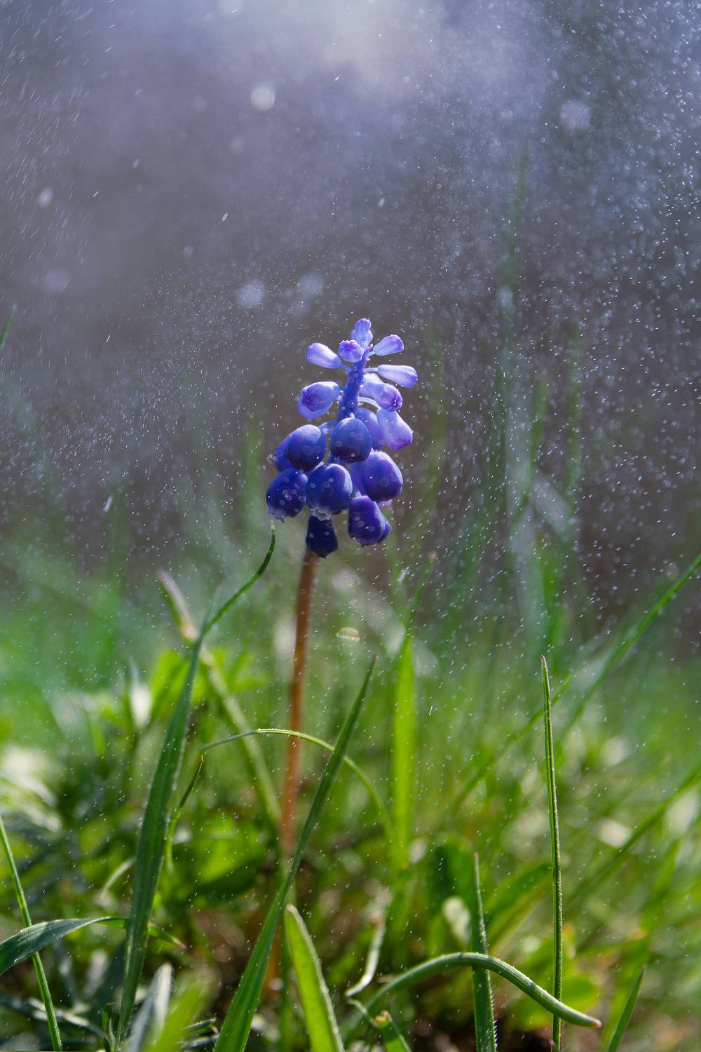 мускарь,макро,весна,цветок, Елена Брежицкая