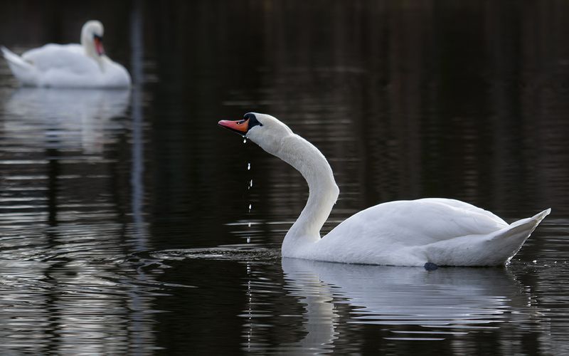 птица, лебедь, bird, swan Весна фото превью