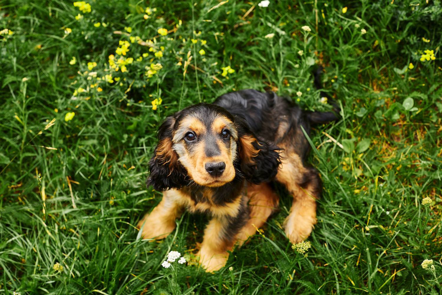 щенок. кокер. собака., Totoro D