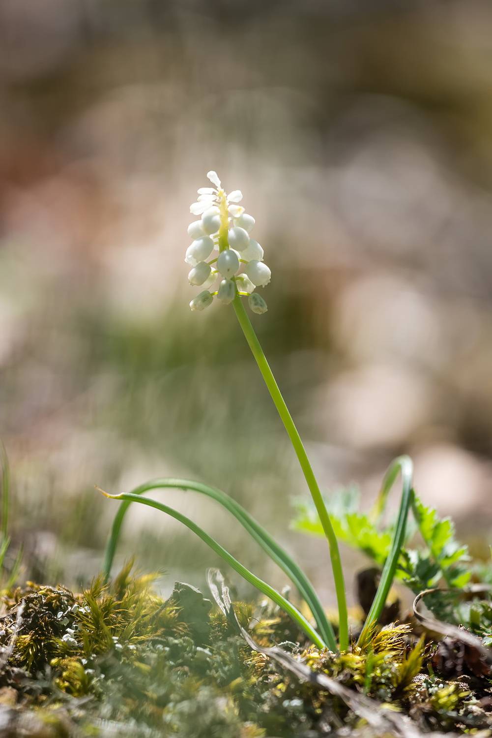 весна, макрофотография, цветы, первоцветы, мускарик, мышиный гиацинт, белый, альбинос, Александр Земляной