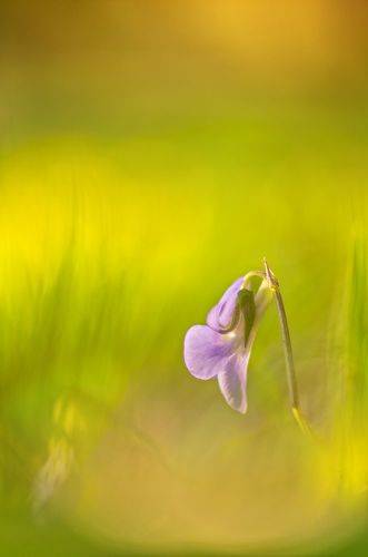 Spring Colors