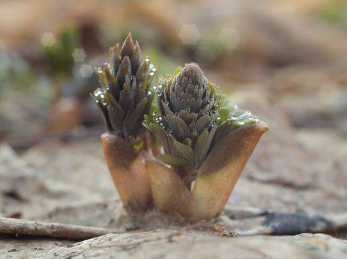 Пробуждение