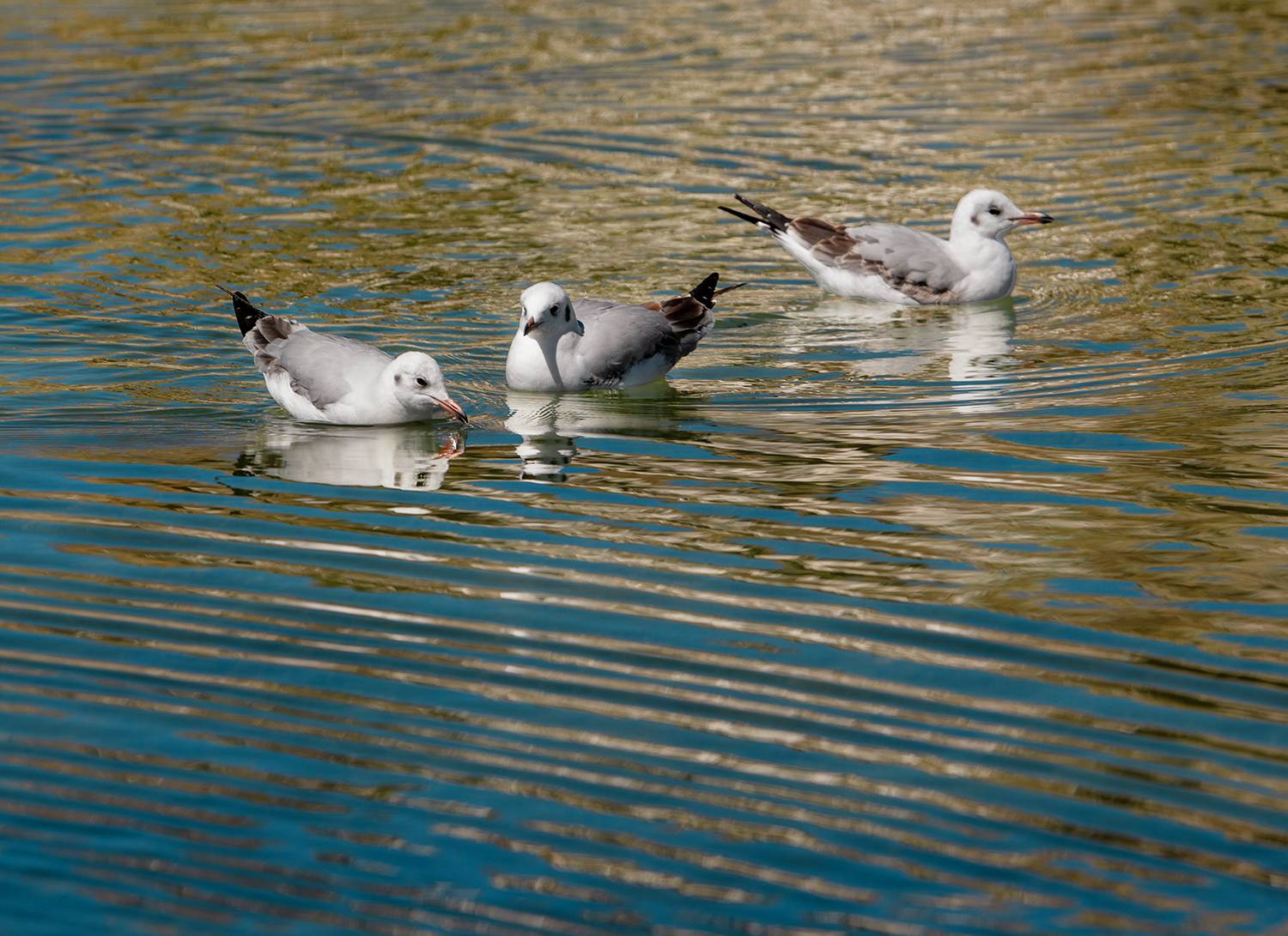 , Кирина Елизавета