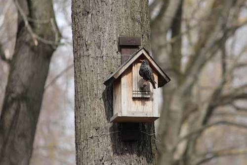 Под крышей дома своего.
