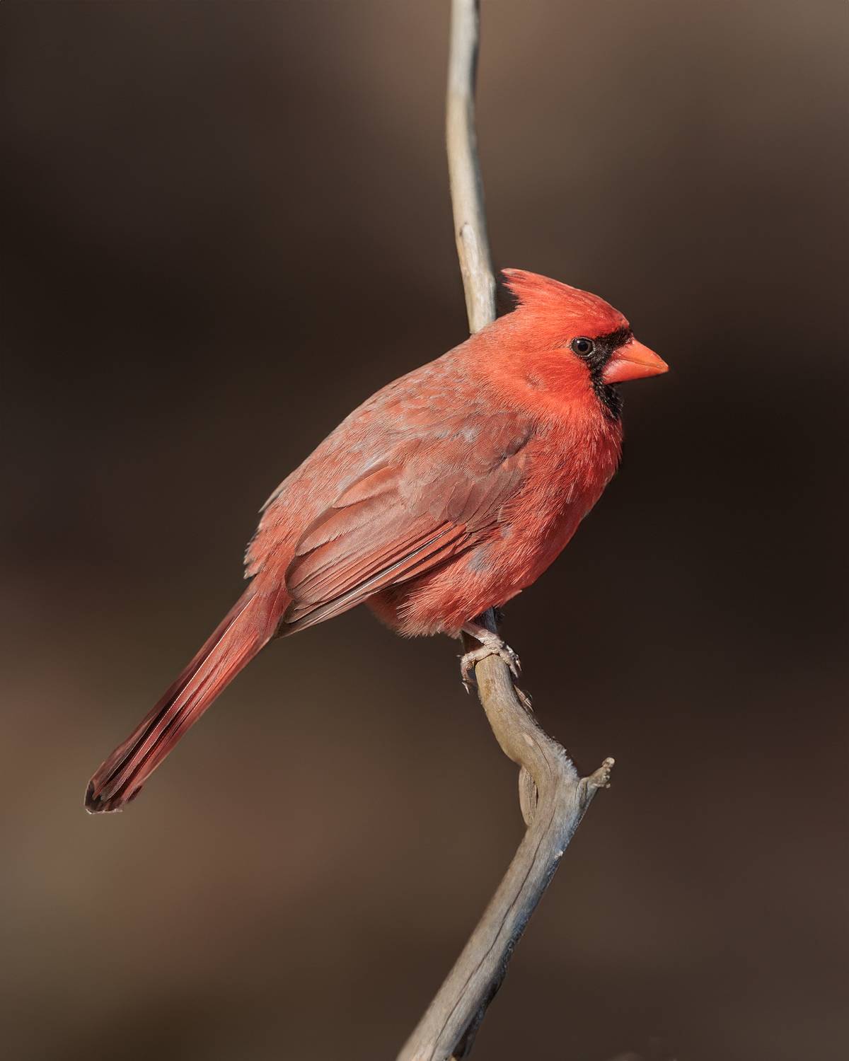 , Леонид Дьяченко