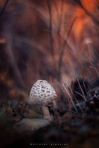 Mushroom
