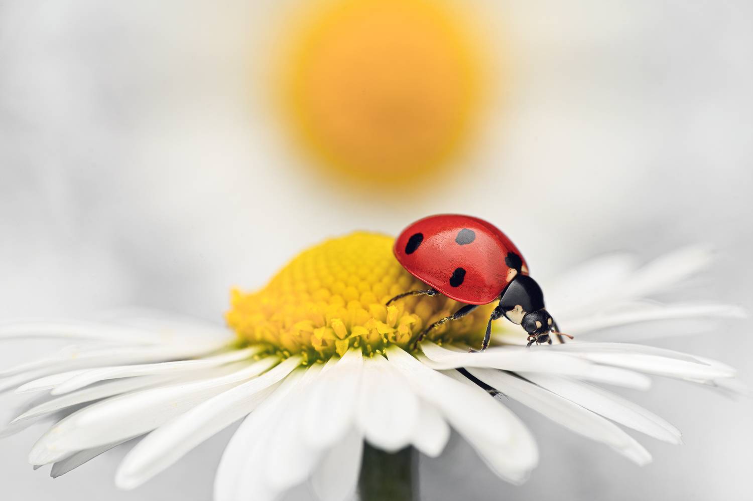 ceclii, macro, Цветан Ганев