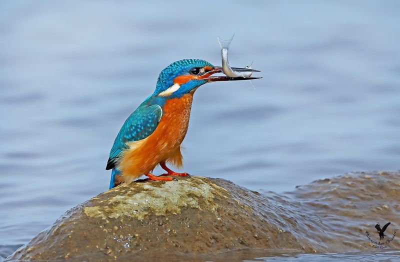 зимородок Рыбак. фото превью