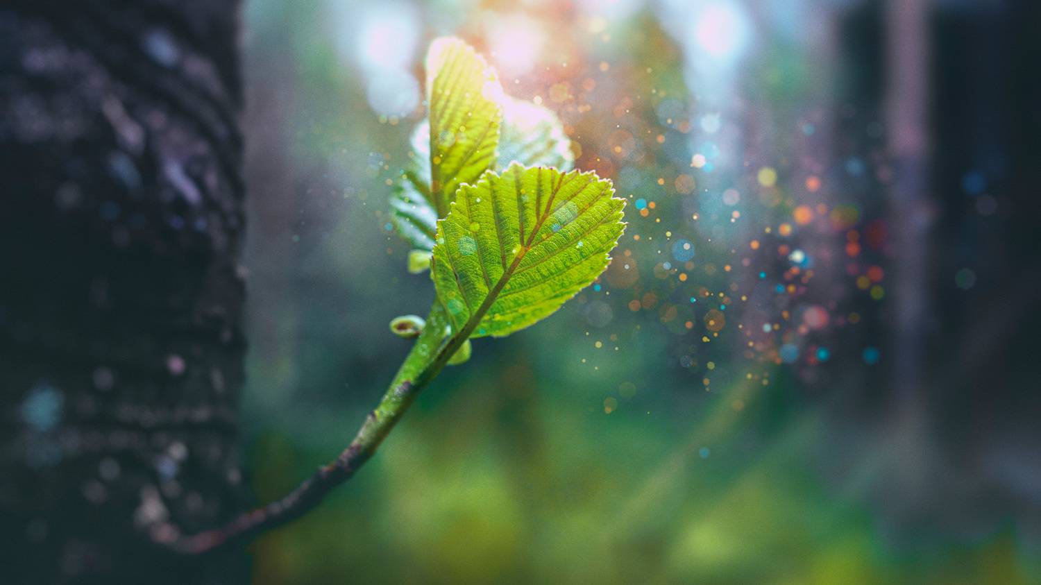 лес, росток, Валерий Вождаев