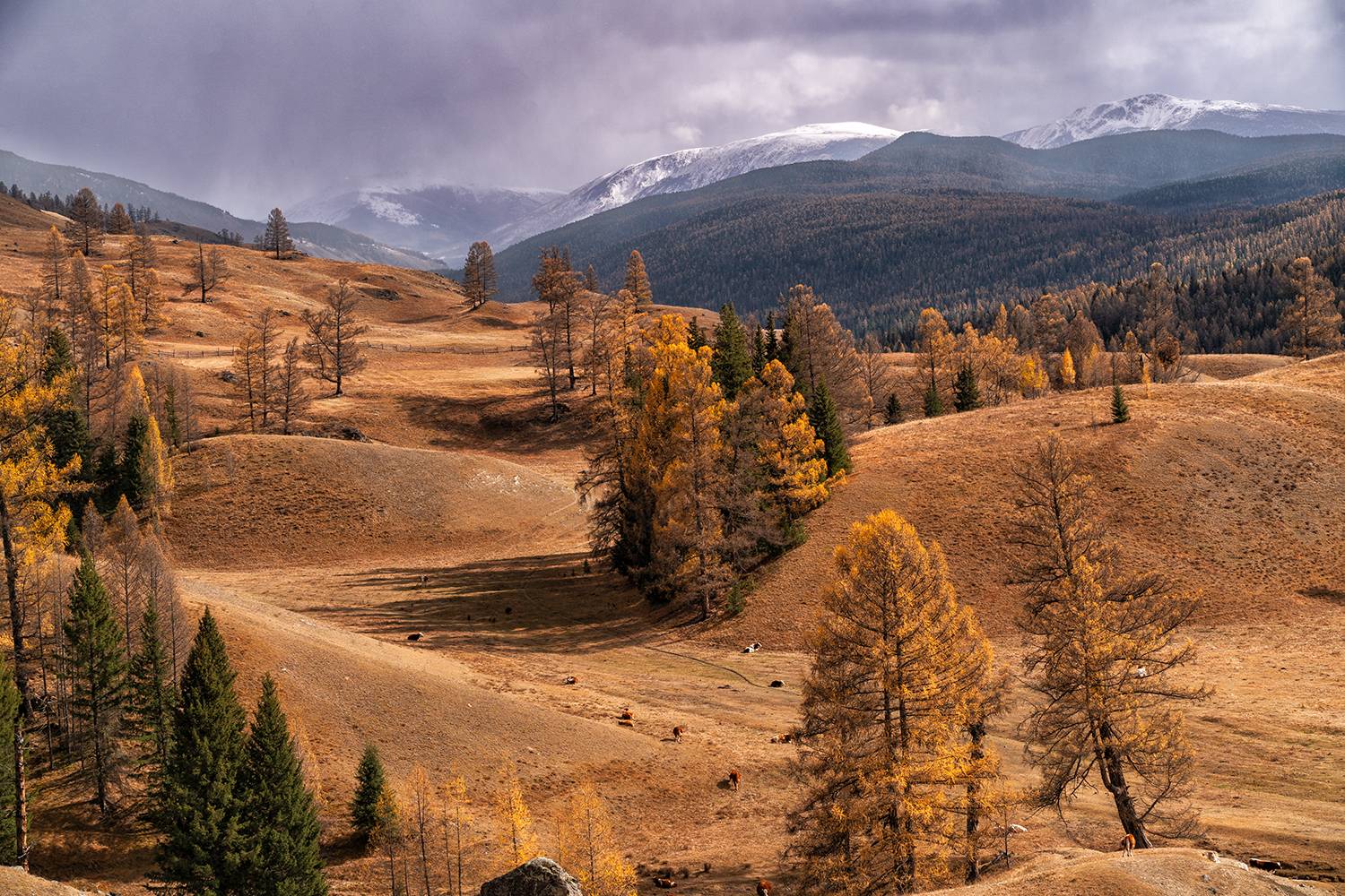Алтай, Россия, пейзаж, горы, природа, осень, Лариса Дука